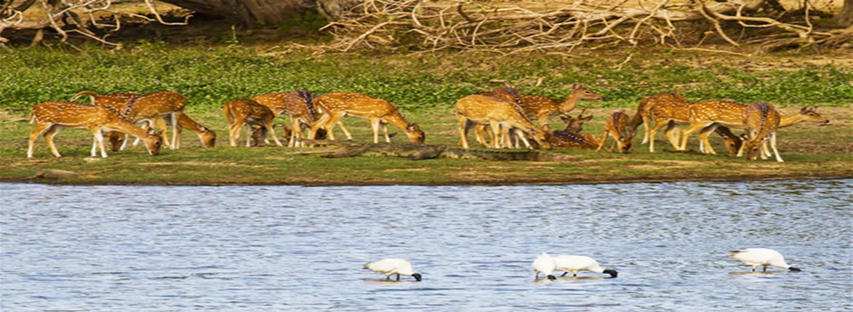 Bandipur National Park photos